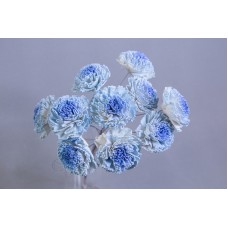 乾燥花 康乃馨索拉 噴色 藍 5CM